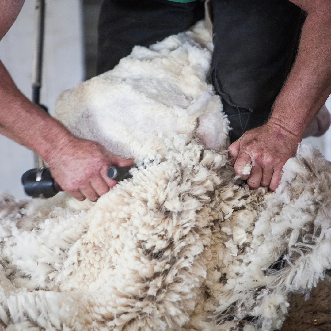 Gwaredu Scab Shearing Survey 2025